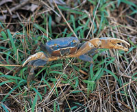 La fauna de decpodos est representada por 114 especies. Cangrejo azul.