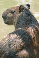 El chigiro es el roedor ms grande del mundo y habita la llanura de inundacin.