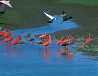 Las corocoras rojas y los ibis negros, entre otras especies, encuentran crustceos e insectos abundantes en  el fango de los esteros; tambin los acompaa la garza esptula de pico especializado para filtrar el fango y alimentarse del plancton.