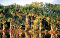 Morichal rodeando una laguna.