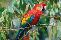 La guacamaya bandera, Ara macao, va en bandadas buscando rboles frutales.