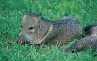 El Sano collarejo, Tayassu tajacu y el zano o pecar, Tayassu pecari, son especies muy apreciadas por la carne y la piel.