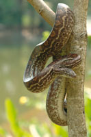 Las selvas de inundacin son el hbitat de varias especies de boas