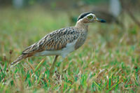 El alcaravn llanero, Burhinus bistriatus, un ave corredora caracterstica de las sabanas secas, ante el peligro permanece inmvil y camuflada en el pastizal.