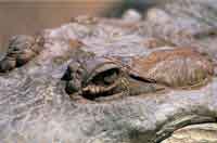 Detalle del caimn llanero.