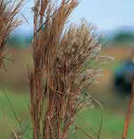 Inflorescencia del pasto rabo de zorro.