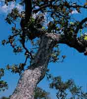 rbol de chaparro, Curatella americana; su gruesa corteza le ha permitido sobrevivir a los incendios.
