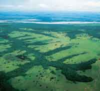 Patrn irregular del bosque de galera de la altillanura.