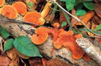 En el bosque, algunos hongos  son indicadores de antiguos procesos de quema.