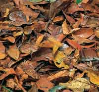 El suelo del bosque presenta abundante hojarasca superficial y los nutrientes son rpidamente reciclados con la ayuda de las micorrizas.