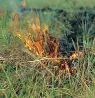 El fuego en la sabana consume rpidamente la biomasa acumulada en la superficie.