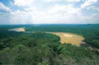 Selva amaznica de transicin en la planicie aluvial del ro Guayabero.