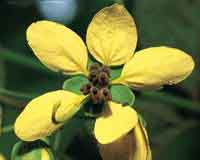 Las leguminosas constituyen una de las familias botnicas ms importantes en las selvas de baja altitud.