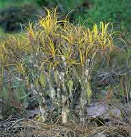 Las Velloziceas constituyen una extraordinaria familia de plantas endmicas de los tepuyes, que toleran condiciones ambientales extremas.
