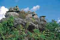 Cima erosionada de una mesa grantica, ocupada por Bromeliceas