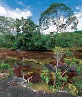 Fisonoma del bosque ripario bajo y achaparrado que sigue el curso de Cao Cristales, serrana de La Macarena