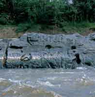 En las rocas ms resistentes de los raudales del ro Guayabero fueron grabadas en bajo relieve diversidad de figuras zoomorfas