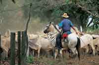 Actividades cotidianas de manejo del ganado.