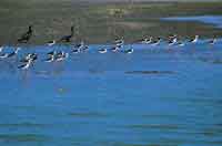 En la estacin seca los esteros congregan  bandadas de cigeuelas de patas rosadas y el negro pato aguja que puede bucear y arponear peces con el pico