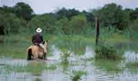 La temporada lluviosa inunda extensas reas de la sabana dedicadas a la ganadera en el verano.