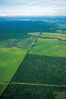 Cultivo industrial de palma africana en las sabanas del piedemonte llanero