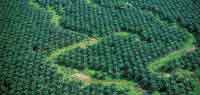 Las nuevas plantaciones de palma africana deben contemplar las estrategias adecuadas para conservar la biodiversidad de las reas intervenidas