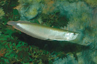 El arawan, un pez ornamental especializado en la captura de insectos de superficie que caen de las copas de los rboles del bosque ripario