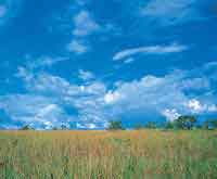 Pastizal caracterstico de las actuales sabanas naturales.