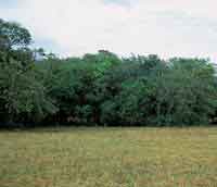 Bosques o matas de monte en proceso de expansin sobre la sabana.