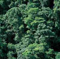 Debido a la variedad de condicinoes ambientales, en la Prinoquia se desarrollan diversos ecosistemas. (Selva andina).