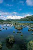Laguna de origen glaciar en el pramo de Sumapaz. Tras un lento proceso en el que la vegetacin ha ido colonizando, se forman pequeos cojines dominados por gramneas y musgos.