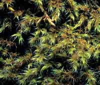 A pesar de las condiciones ambientales extremas de la alta montaa de superpramo, se desarroll una gran diversidad de plantas. (Musgos)