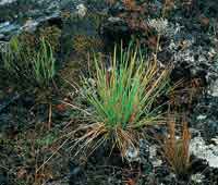 A pesar de las condiciones ambientales extremas de la alta montaa de superpramo, se desarroll una gran diversidad de plantas. (Gramneas)