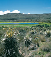 En el pramo, en cortas distancias, se observan variados ambientes; en las laderas bien drenadas se desarrolla el pajonal frailejonal y en las depresiones, vegetacin lacustre.
