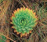 Eriocaulcea, Paepalanthus columbiensis.