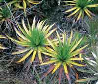 El cardn, bromelicea Puya nitida.