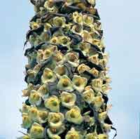 Una de las rosetas gigantes del pramo es el cardn, Puya goudotiana, cuyo racimo de flores constituye un recurso muy valioso para los colibres.