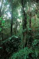 Debido a la humedad atmosfrica, la enmaraada vegetacin de la selva andina presenta abundancia de plantas epfitas y un estrato herbceo diverso.