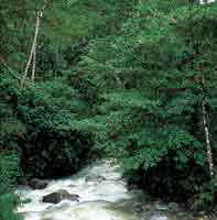 Los bosques riparios de la montaa, de gran importancia para la conservacin del recurso hdrico, son una fuente de alimento para la fauna.