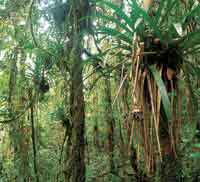 En la selva hmeda de montaa hay muchas Bromeliceas, plantas que por acumular agua en su estructura, son un hbitat propicio para el desarrollo de otros organismos.