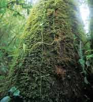 Las epfitas como los musgos y los helechos, entre otras especies, cubren los troncos de los rboles y por su capacidad de regulacin hdrica contribuyen al balance del ecosistema.