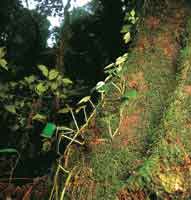 Las epfitas como los musgos y los helechos, entre otras especies, cubren los troncos de los rboles y por su capacidad de regulacin hdrica contribuyen al balance del ecosistema.