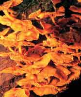 La diversidad biolgica de la selva andina es rica en plantas criptgamas como lquenes y hongos.