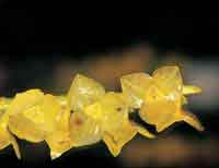 Las orqudeas constituyen uno de los grupos ms diversos de la selva hmeda y tienen diferentes hbitos de crecimiento.