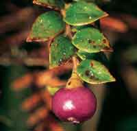 Ericceas que producen abundantes bayas atractivas para las aves.