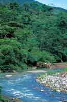 Al descender la montaa, los bosques riparios alcanzan mayor altura y diversidad de estratos; en los bordes se destacan los carboneros y los guamos, entre otros.