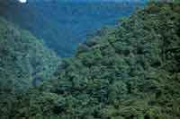 En el can del ro Negro, poco antes de Villavicencio se encuentra uno de los ltimos relictos de selvas hmedas montanas.