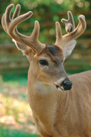 El venado coliblanco, Odocoileus virginianus, es uno de los grandes mamferos de amplia distribucin en la Orinoquia; sin embargo, sus poblaciones han sido bastante disminuidas por la cacera y la degradacin de su hbitat.