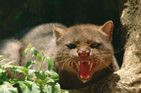 Gato monts, Felis yagouaroundi, felino de hbitats boscosos y extremadamente escaso.