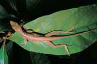 En los estratos bajos del bosque y en los rastrojos se encuentran algunas lagartijas del gnero Anolis.